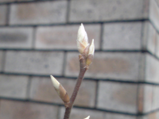 e0016828_1274997.jpg