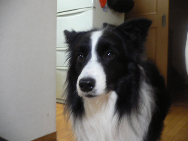 d0059230_8532232.jpg