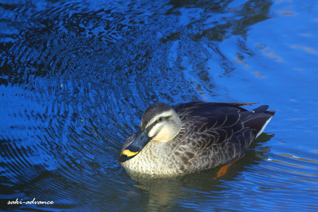c0001445_21639.jpg