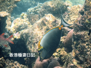 f0190653_974677.gif