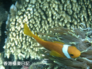 f0190653_983330.gif