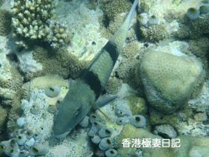 f0190653_985817.gif