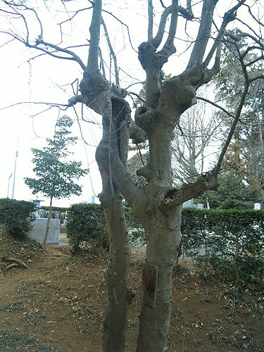 b0101263_16581925.gif