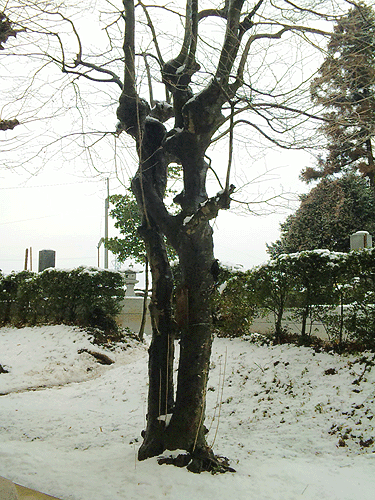 b0101263_16582639.gif