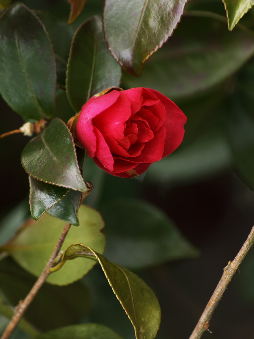 a0096177_2148519.jpg