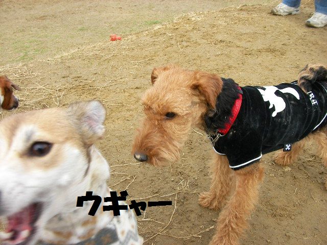 c0214384_18381547.jpg