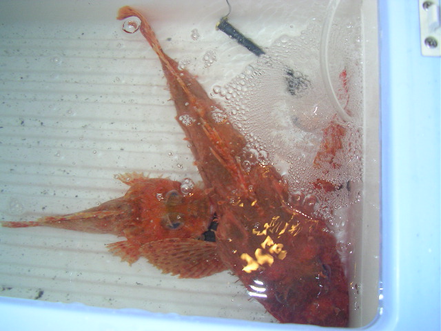 c0223591_1525178.jpg