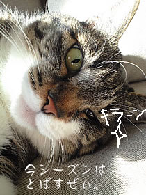 c0035001_1516138.jpg