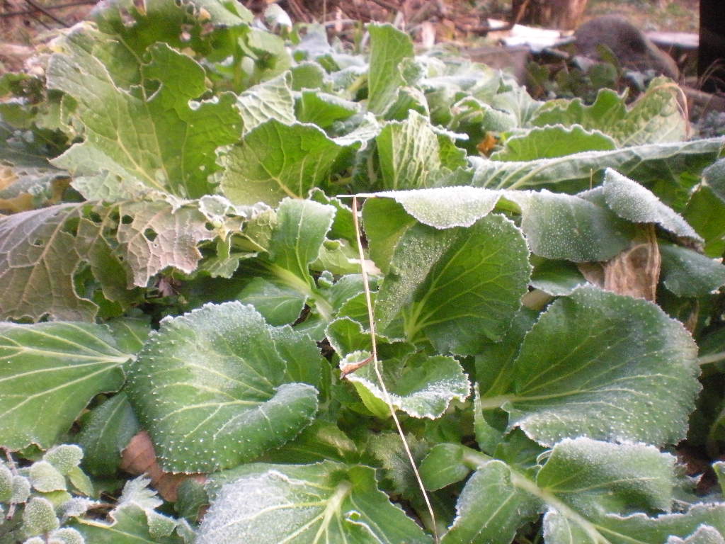 a0125419_21312020.jpg