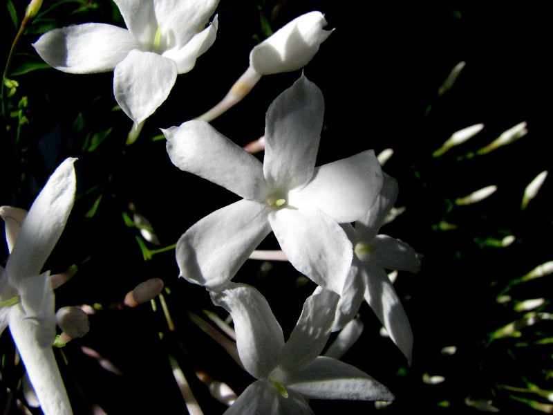 a0004023_168345.jpg
