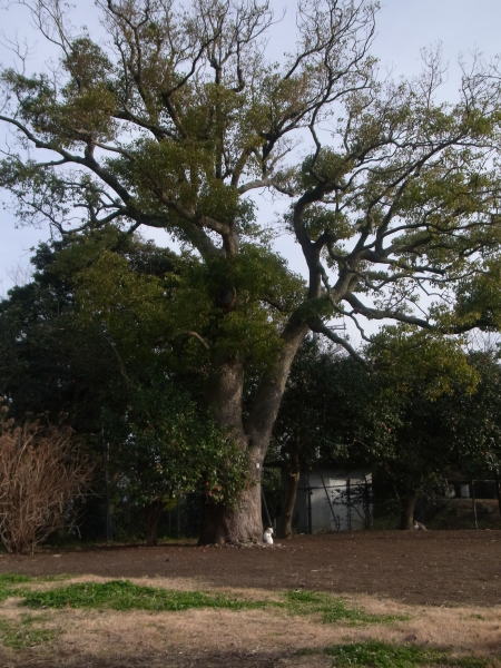 e0153367_18363224.jpg