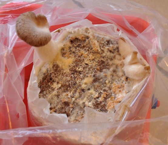 f0178888_20235198.jpg