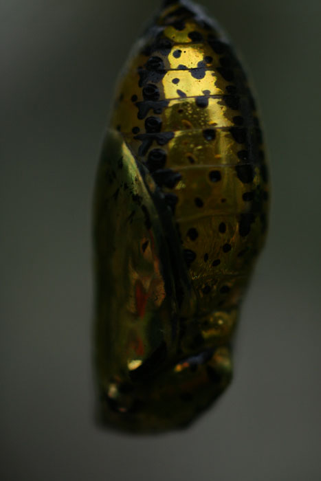 a0012103_7181245.jpg