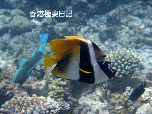 f0190653_9115449.gif