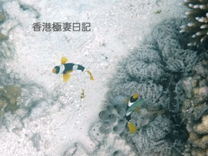 f0190653_911661.gif