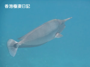 f0190653_912435.gif