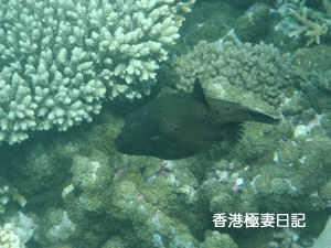 f0190653_9134452.gif