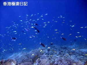 f0190653_914385.jpg