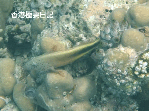 f0190653_914811.gif