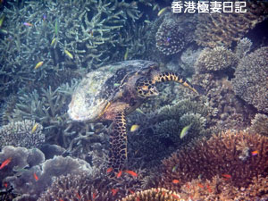 f0190653_965688.jpg
