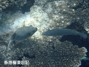 f0190653_984193.gif