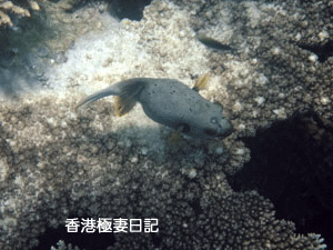 f0190653_985660.gif