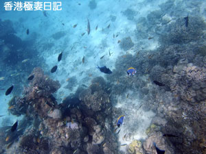 f0190653_993347.jpg