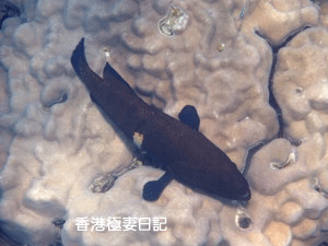 f0190653_994486.gif