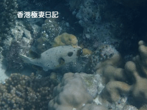 f0190653_995947.gif