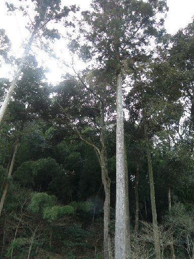 e0184558_8185369.jpg