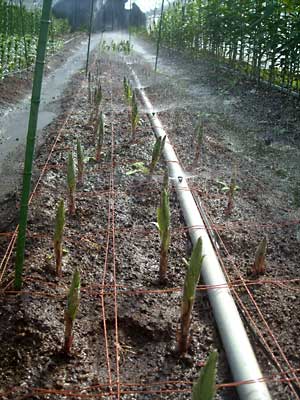e0097770_2314244.jpg