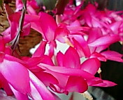 c0051529_13591041.jpg