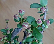 c0051529_13595183.jpg