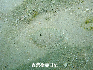 f0190653_11574231.gif
