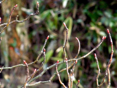 f0086169_1792297.jpg
