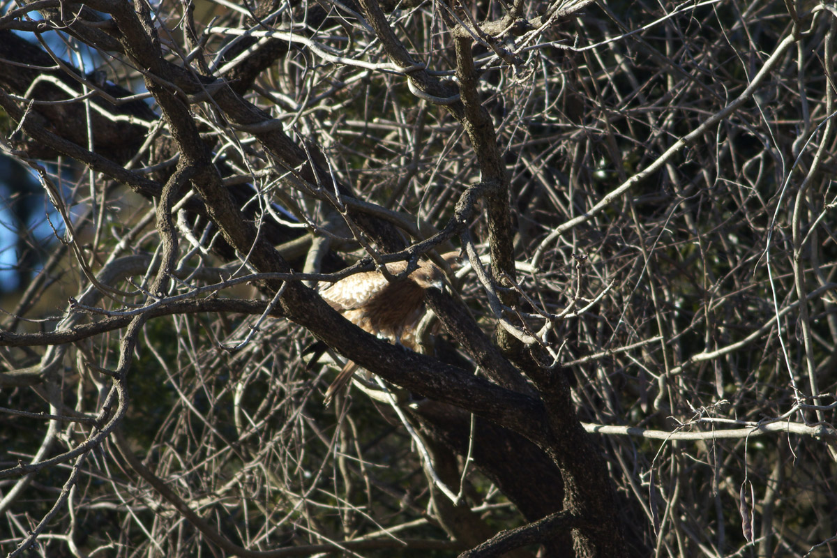 b0180476_20352010.jpg