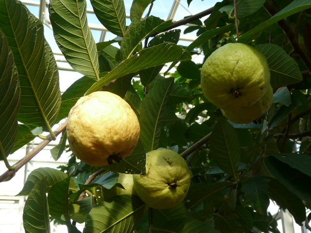 e0145782_20153052.jpg