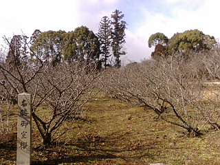 f0010195_1163547.jpg