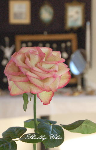 c0084506_17163872.jpg