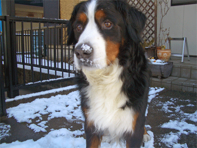 c0143711_21464114.gif