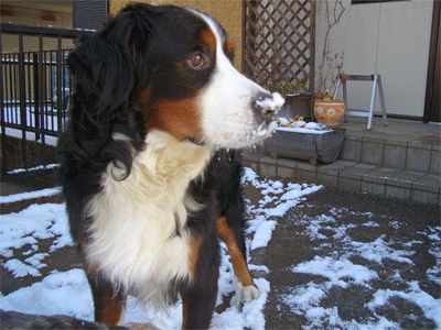 c0143711_21465311.gif
