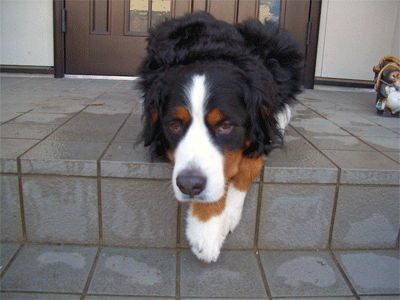 c0143711_21545438.gif
