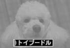 にほんブログ村 犬ブログ トイプードルへ