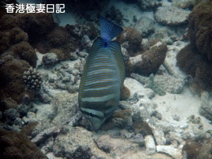 f0190653_918411.jpg