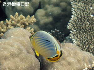 f0190653_91928.gif