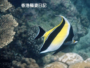 f0190653_9195881.gif