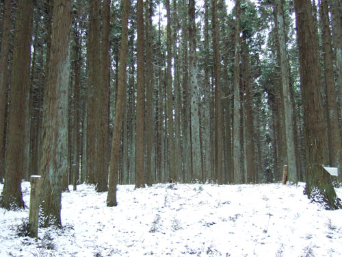 c0195281_1421920.jpg