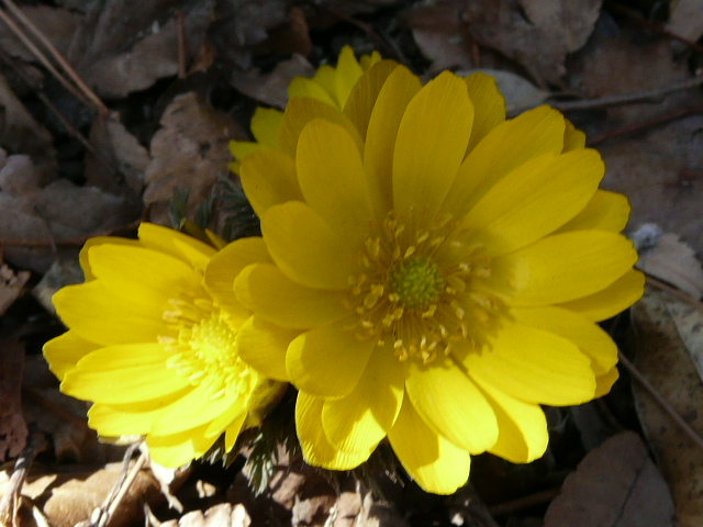 e0145782_16285537.jpg