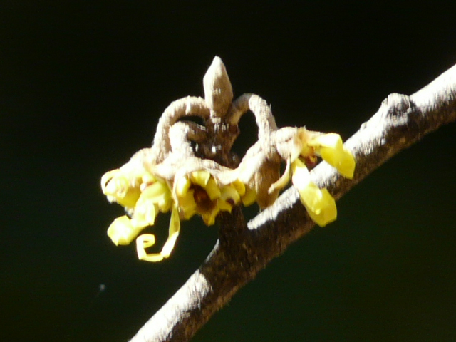 e0145782_16292186.jpg