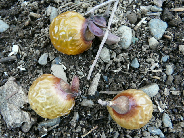 e0145782_1630469.jpg